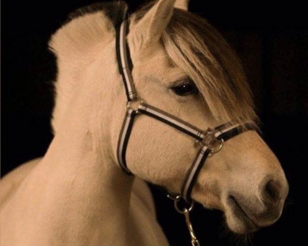 broodmare Heri (Fjord Horse, 2002, from Solbjør Borken)