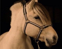 dressage horse Heri (Fjordpferd, 2002, from Solbjør Borken)