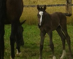 broodmare Day-Dream P (Westphalian, 2018, from Daytona)