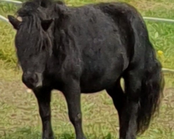 Pferd Watch out v.zwentibolb (Shetland Pony, 2005, von Balade van de Römer)