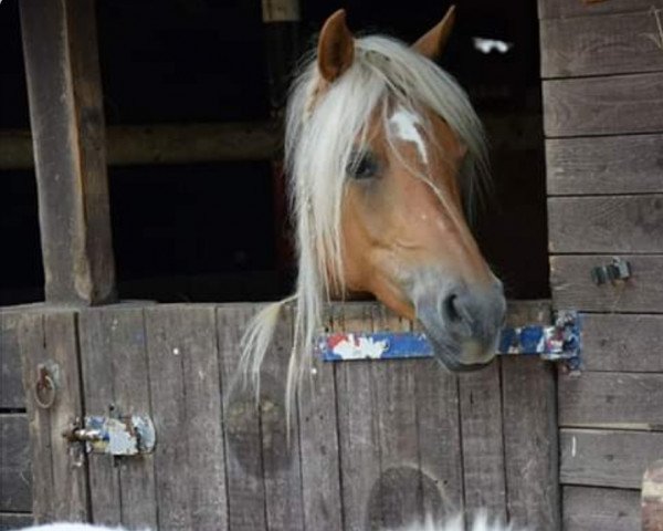 horse Lara (Aveligneser / Italian Haflinger, 2005)