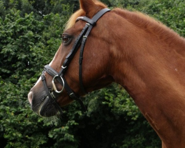 broodmare Jade Van Terra Nova (New Forest Pony, 1994, from Axceen Camillo)