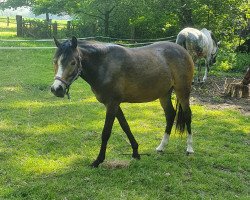 dressage horse Dorothe P (German Riding Pony, 2018, from Diamond Touch NRW)