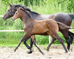 Springpferd Smilla (Westfale, 2016, von Stakkato Gold)