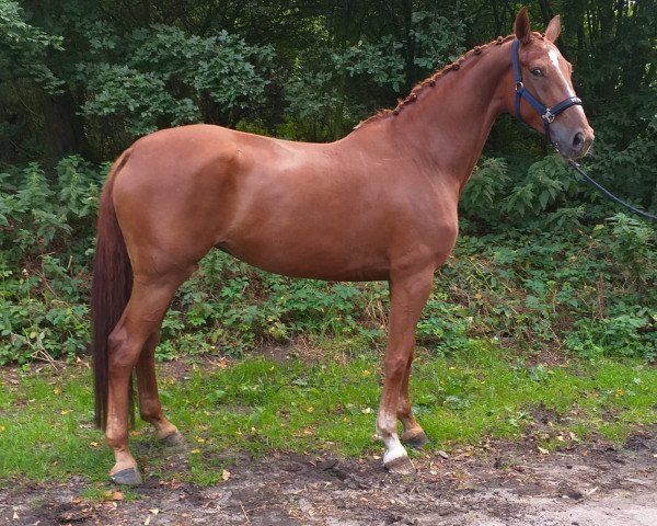 dressage horse KaNo's Bonne Amie (Westphalian, 2014, from Bon Bravour)