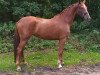 dressage horse KaNo's Bonne Amie (Westphalian, 2014, from Bon Bravour)