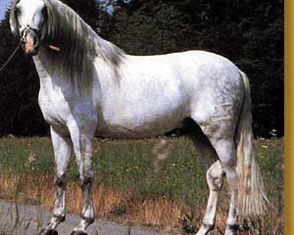 stallion Embustero II (Pura Raza Espanola (PRE), 1979, from Mariscal X)