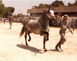 Deckhengst Educado (Pura Raza Espanola (PRE), 1979, von Maromo)