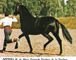 broodmare Doctora VI (Pura Raza Espanola (PRE), 1978, from Jecomias)