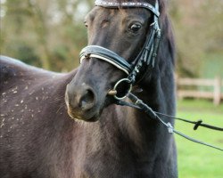 Zuchtstute Dark Diva (Deutsches Reitpony, 2009, von Danilo 80)