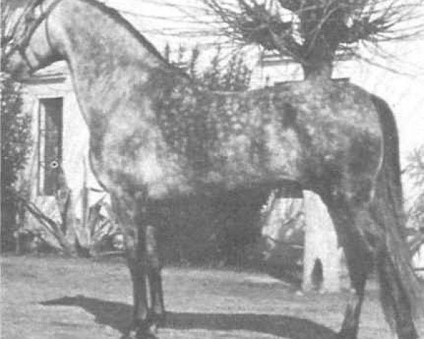 stallion Divertido VII (Pura Raza Espanola (PRE), 1972, from Garboso XI)