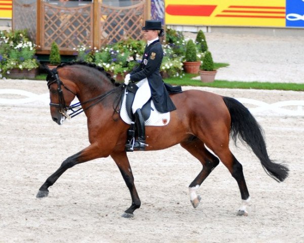 stallion August der Starke (Oldenburg, 1995, from Argentinus)