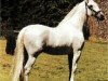 stallion Devoto III (Pura Raza Espanola (PRE), 1980, from Divertido VII)