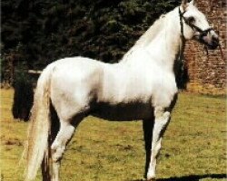 stallion Devoto III (Pura Raza Espanola (PRE), 1980, from Divertido VII)