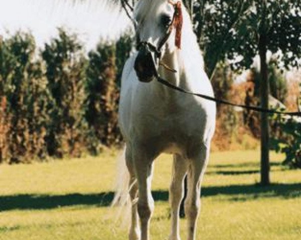 stallion Devoto II (Pura Raza Espanola (PRE), 1978, from Barquillero XIII)