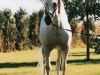 stallion Devoto II (Pura Raza Espanola (PRE), 1978, from Barquillero XIII)