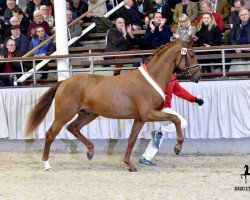 stallion Dimitroff Mt (Hanoverian, 2013, from Dimaggio)