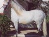 stallion Comico (Pura Raza Espanola (PRE), 1978, from Elegido III)