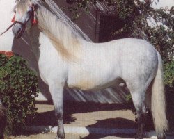 stallion Comico (Pura Raza Espanola (PRE), 1978, from Elegido III)