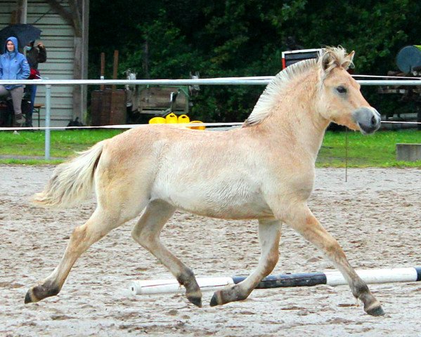 horse Lilli (Fjord Horse, 2021, from Maurids)