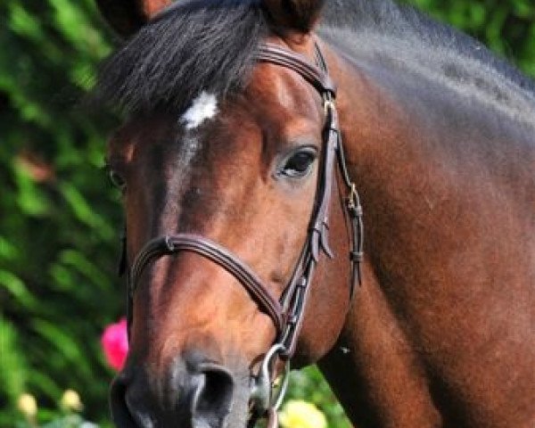 stallion Liandero (Holsteiner, 1998, from Libero H)