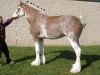 Zuchtstute Cedarlane Summer (Clydesdale, 2007, von S B H Phoenix)