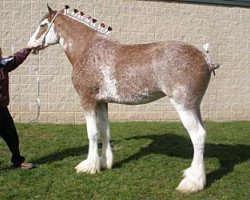 broodmare Cedarlane Summer (Clydesdale, 2007, from S B H Phoenix)