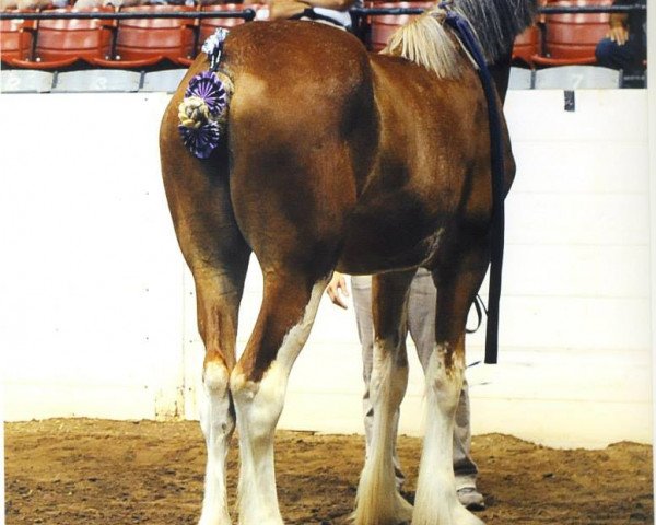 Zuchtstute Cedarlane Olivia (Clydesdale, 2012, von Langbank Winsome Lad)