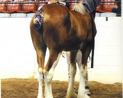 broodmare Cedarlane Olivia (Clydesdale, 2012, from Langbank Winsome Lad)