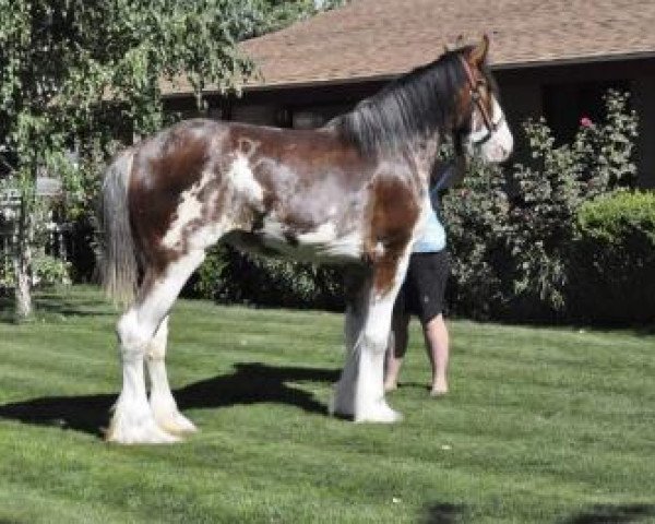 Zuchtstute Cedarlane Mya (Clydesdale, 2012, von Langbank Winsome Lad)