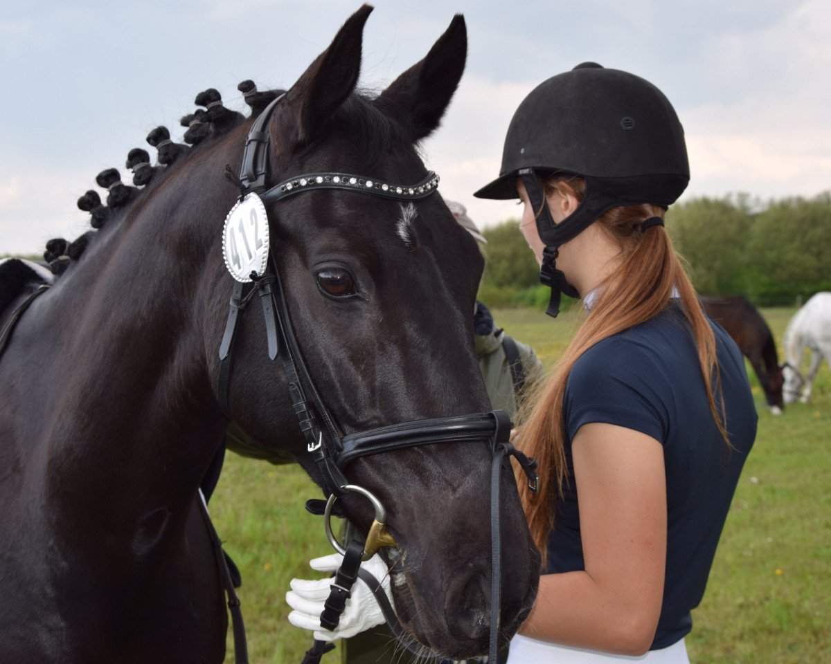 dressage horse Once Again 4 (German Riding Pony, 2007, from Offshore Energy R)