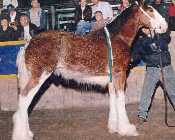 stallion Thistle Ridge Argyll Ovation (Clydesdale, 2000, from Commander Mark Argyll)