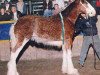 Deckhengst Thistle Ridge Argyll Ovation (Clydesdale, 2000, von Commander Mark Argyll)