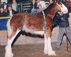 Deckhengst Thistle Ridge Argyll Ovation (Clydesdale, 2000, von Commander Mark Argyll)