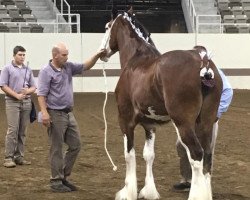 horse Cedarlane Mona (Clydesdale, 2014, from Langbank Winsome Lad)