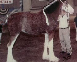 horse Cedarlane Merna (Clydesdale, 2006, from S B H Phoenix)