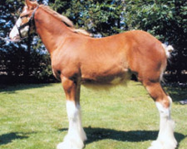 Pferd Cedarlane Lightning (Clydesdale, 2009, von Thistle Ridge Shokanawe)