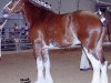 broodmare Maplewood Beauty (Clydesdale, 2001, from Thistle Ridge Argyll Geordie)