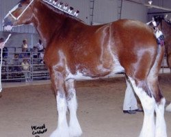 Zuchtstute Maplewood Beauty (Clydesdale, 2001, von Thistle Ridge Argyll Geordie)