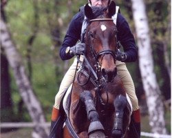 dressage horse Schukola (Oldenburg, 2002, from Sunny-Boy)