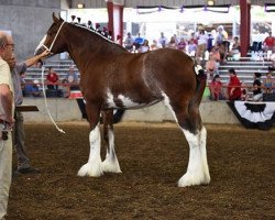 broodmare Cedarlane Katherine (Clydesdale, 2012, from S B H Phoenix)