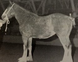 Zuchtstute Cedar Lane Julie (Clydesdale, 1984, von Boreland Prince Ossian)