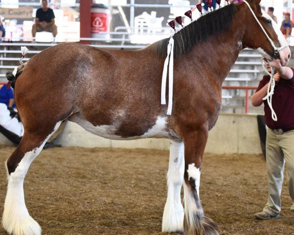 broodmare Cedarlane Lola (Clydesdale, 2013, from Langbank Winsome Lad)