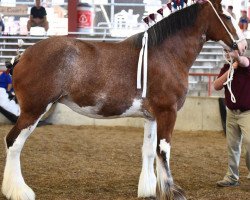 broodmare Cedarlane Lola (Clydesdale, 2013, from Langbank Winsome Lad)