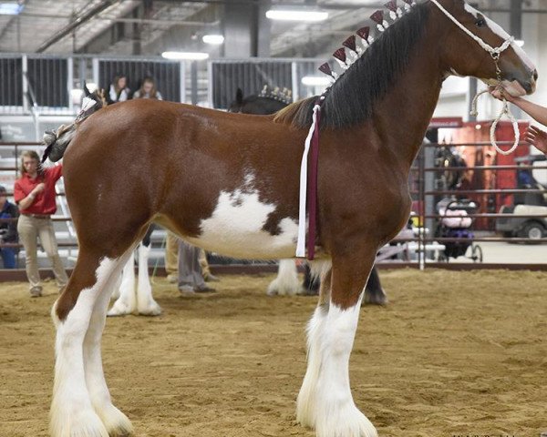 Pferd Cedarlane Jordan (Clydesdale, 2017, von Iron Horse MM Steele)