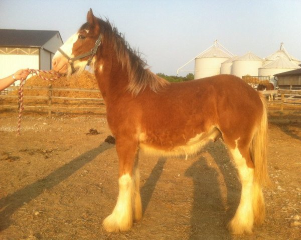 Pferd Cedarlane Jack (Clydesdale, 2011, von Langbank Winsome Lad)