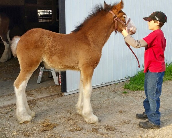 horse Cedarlane Henry (Clydesdale, 2015, from 2S Explorer's Intrepid)