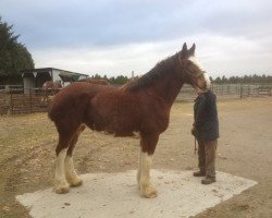 broodmare Cedarlane Glory (Clydesdale, 2012, from Langbank Winsome Lad)