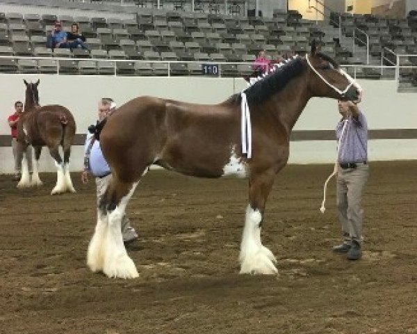 broodmare Cedarlane Esther (Clydesdale, 2011, from Thistle Ridge Shokanawe)