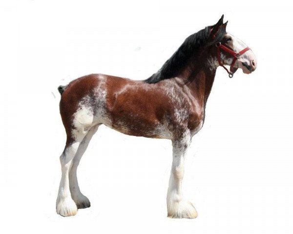 Zuchtstute Westwood H.C. Fancy Jewel (Clydesdale, 2008, von Highfield Collessie)